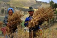 producteurs de quinoa